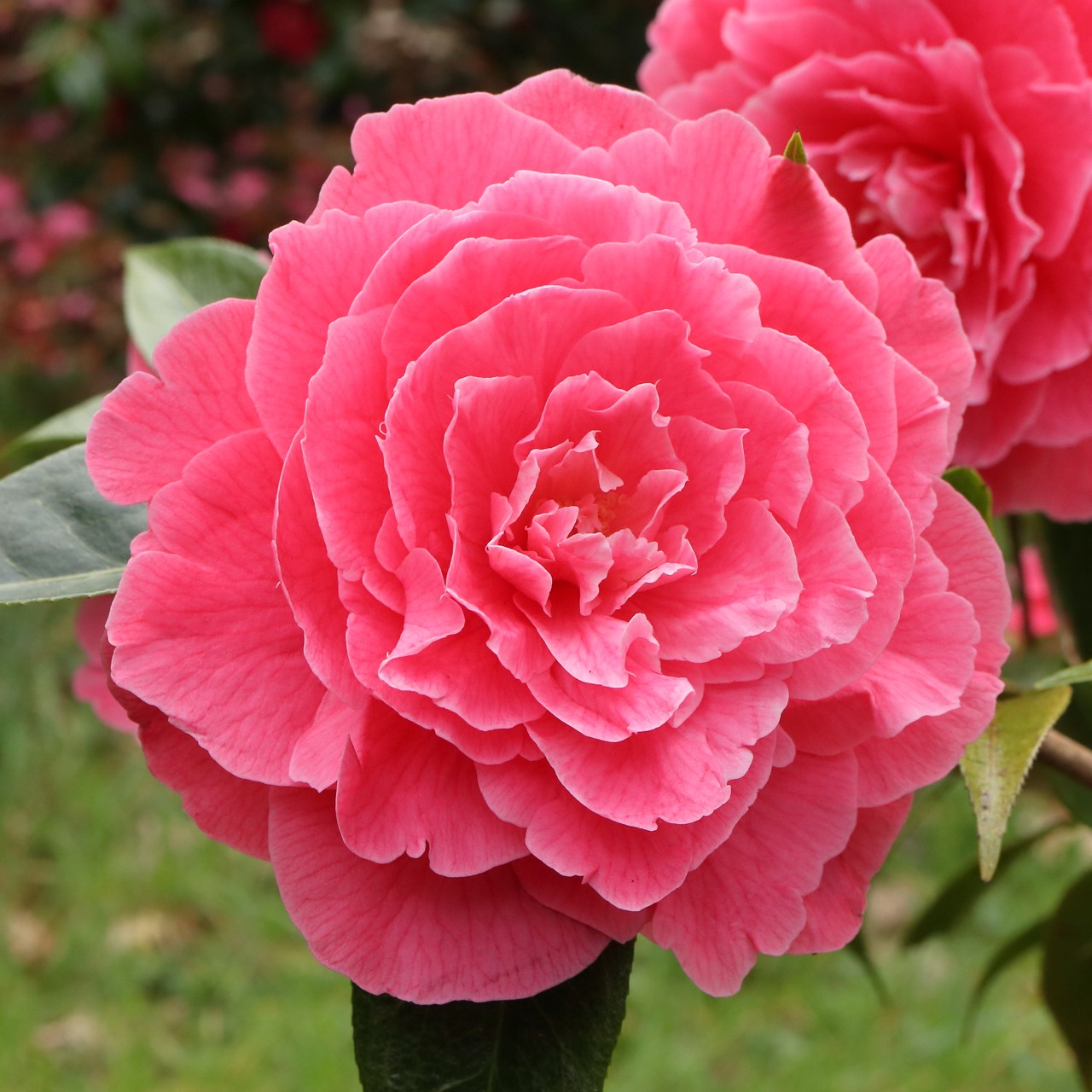C. 'Valentine Day'